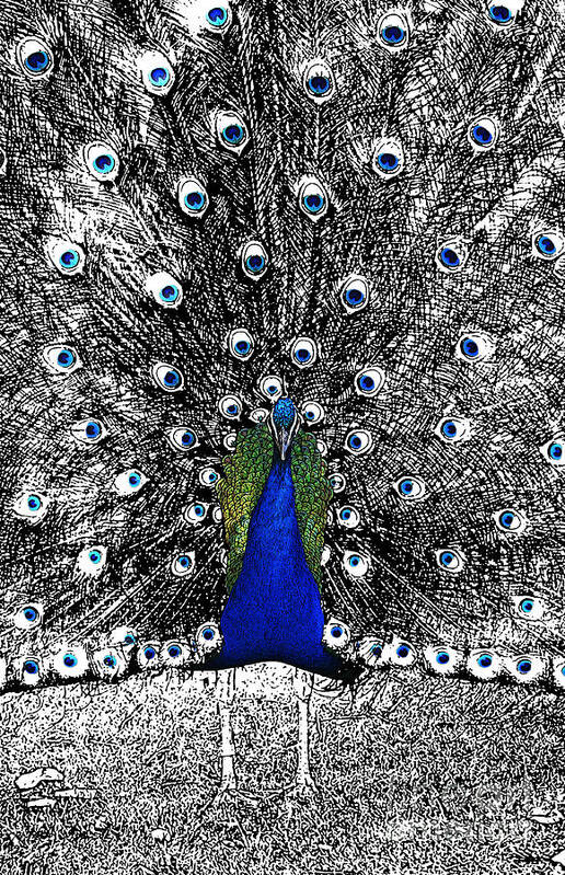 Peacock Art Print featuring the digital art Peacock Plumage Color Splash Selective Color Stamp Digital Art by Shawn O'Brien