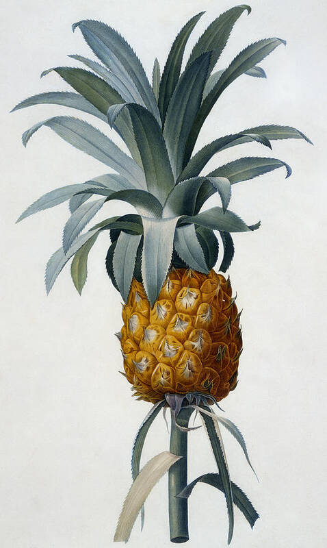 Redoute Art Print featuring the painting Pineapple by Pierre Joseph Redoute
