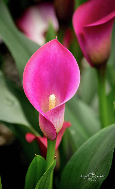 Pink Art Print featuring the photograph Pink Calla by Steph Gabler