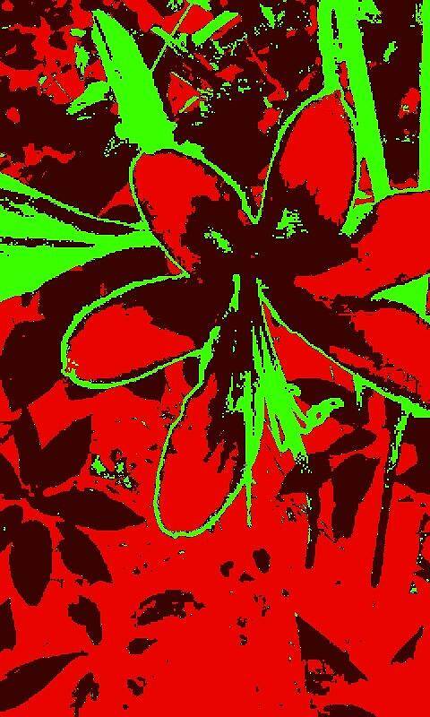 Red Passionate Flower Art Print featuring the photograph Red Passionate Flower by Brenae Cochran