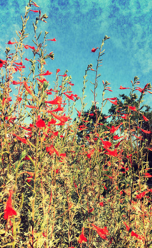 Flower Art Print featuring the photograph Red Trumpets Playing by Brad Hodges