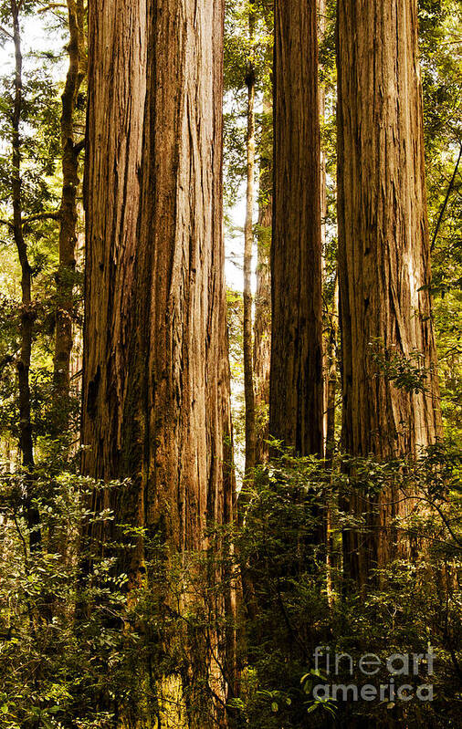 Redwoods Art Print featuring the photograph Redwood Majesty by Vivian Christopher