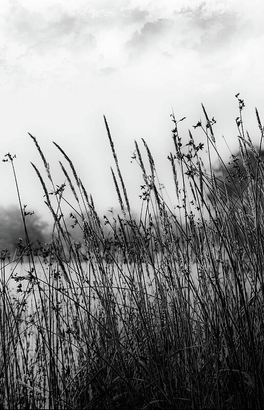 Black And White Art Print featuring the digital art Reeds of Black by JGracey Stinson