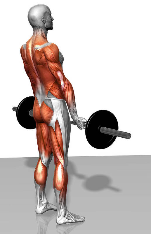 Vertical Art Print featuring the photograph Romanian Deadlift (part 2 Of 2) by MedicalRF.com