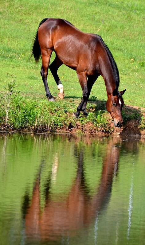 Horse Art Print featuring the photograph Seeing My Own Reflection by Maria Urso