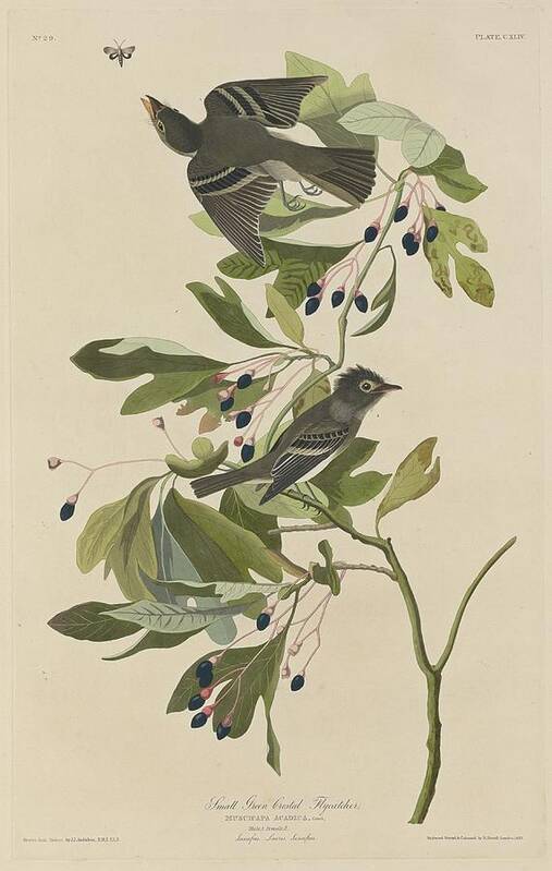 Audubon Art Print featuring the drawing Small Green-Crested Flycatcher by Dreyer Wildlife Print Collections 