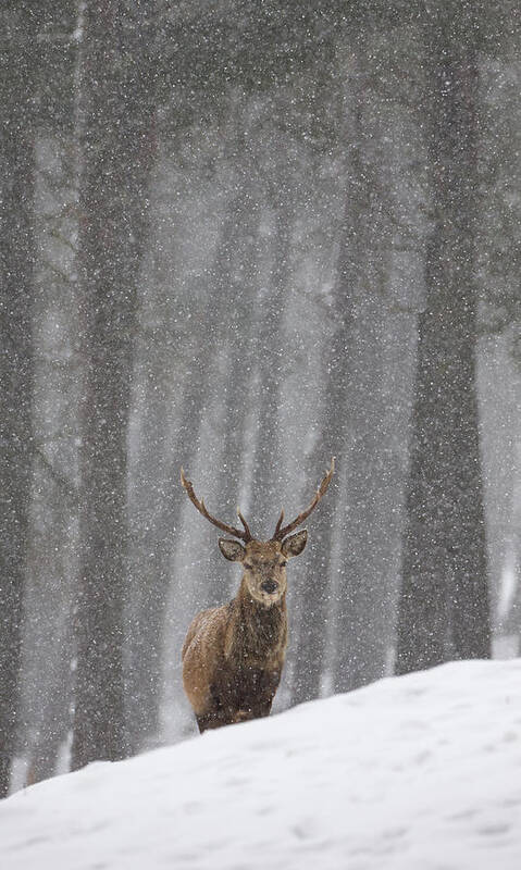 Red Art Print featuring the photograph Stag In The Snow by Pete Walkden