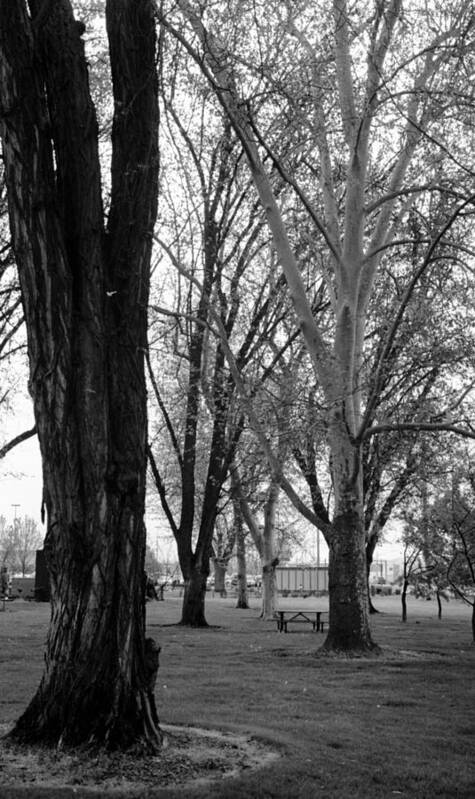 Black Art Print featuring the photograph Three trees by Teri Schuster