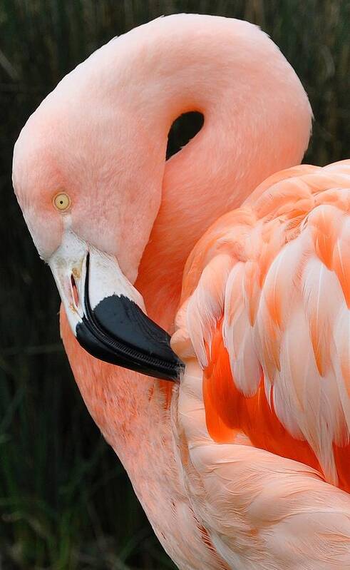 Flamingo Art Print featuring the photograph Very Pretty Bird by Laura Mountainspring