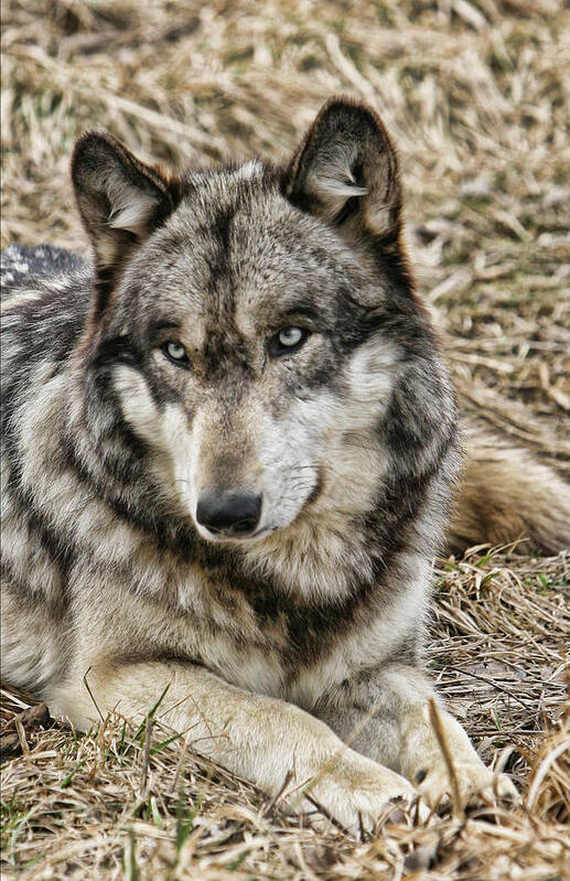 Wolf Wolves Gray Animal Wild Wildlife Canis Lupis Photograph Photography Digital Art Print featuring the photograph Wolf Portrait by Shari Jardina