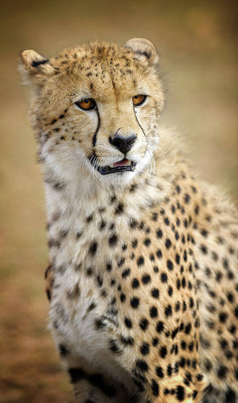 Cheetah Art Print featuring the photograph Young Cheetah Portrait by Vicki Jauron