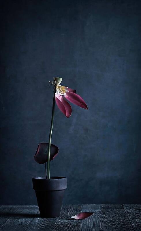 Lotus Art Print featuring the photograph Lotus Rhyme #1 by Fangping Zhou