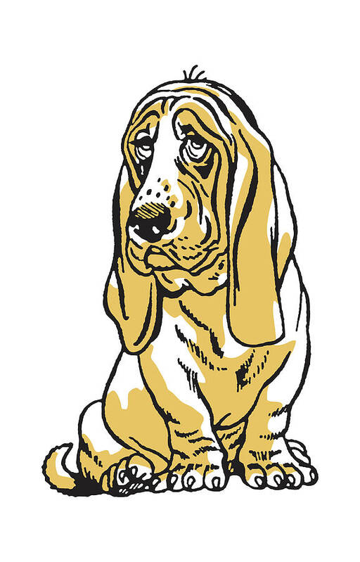 Animal Art Print featuring the drawing Basset Hound #3 by CSA Images