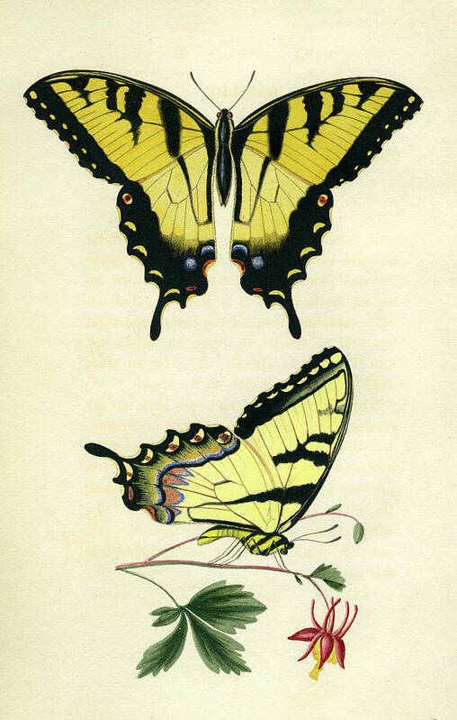 Entomology Art Print featuring the photograph Butterflies by Unknown