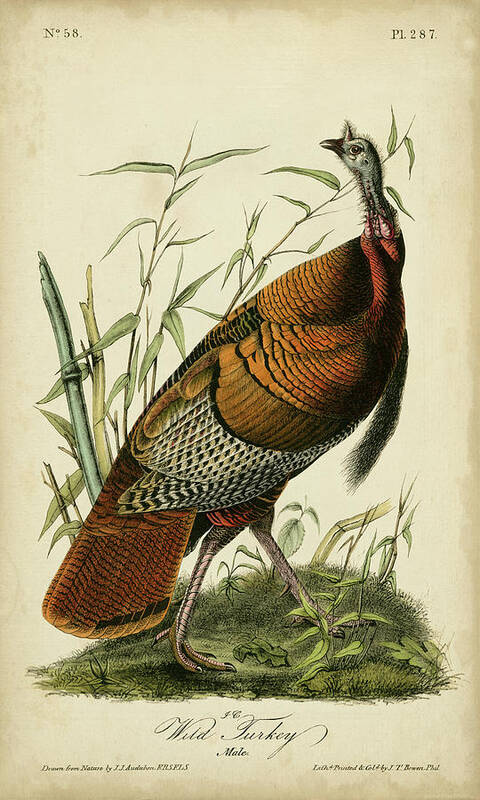 Animals & Nature Art Print featuring the painting Audubon Wild Turkey by John James Audubon