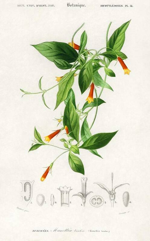 Flower Art Print featuring the painting Candy corn Vine Manettia bicolor illustrated by Charles Dessalines D' Orbigny 1806-1876 by Celestial Images