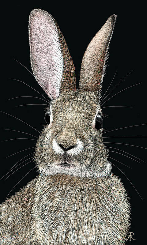 Rabbit Art Print featuring the drawing Cottontail by Ann Ranlett