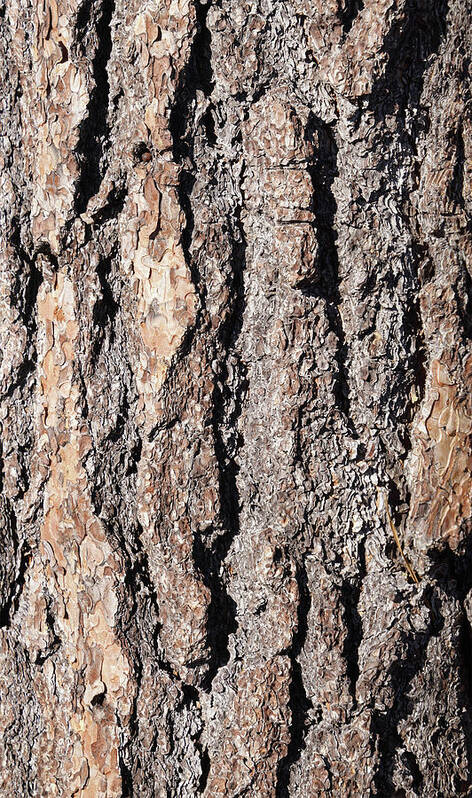 Detail Art Print featuring the photograph Detail of Ponderosa Pine bark by Steve Estvanik