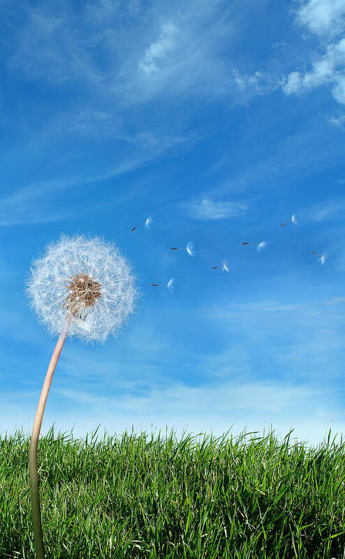 Flowerbed Art Print featuring the photograph Flying Dandelion Seeds In The Wind by Narvikk