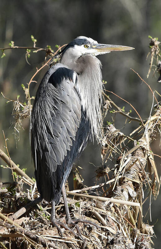 Bird Art Print featuring the photograph Heron on the Verde by Ben Foster