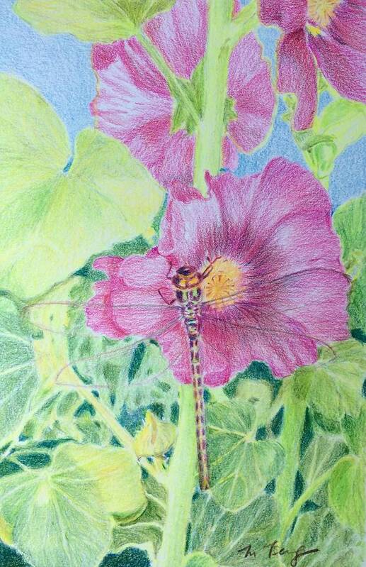 Framed Prints Art Print featuring the drawing Hollyhock and dragonfly by Milly Tseng