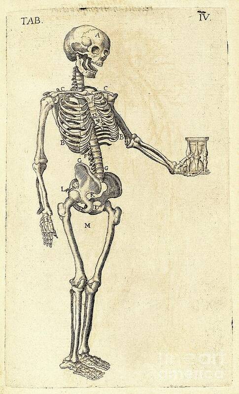 Skeleton Art Print featuring the photograph Human Skeleton With Hourglass by The Getty/science Photo Library