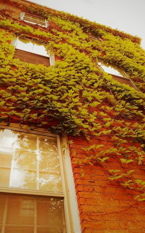 Ivy Art Print featuring the photograph - Ivy - Portsmouth NH by THERESA Nye