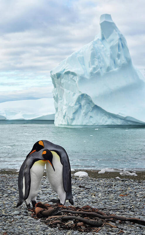 Adventure Art Print featuring the photograph King Penguins (aptenodytes Patagonicus) by Max Seigal