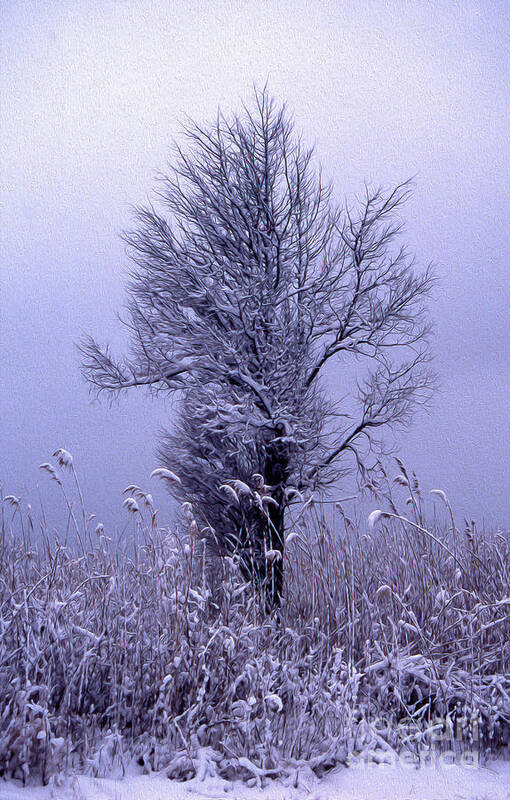 Scenic Art Print featuring the photograph Painted First Snow by Skip Willits