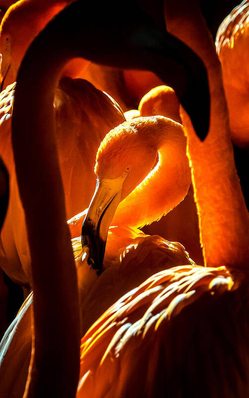 Flamenco Art Print featuring the photograph Pink Flamenco by Lee Kershaw