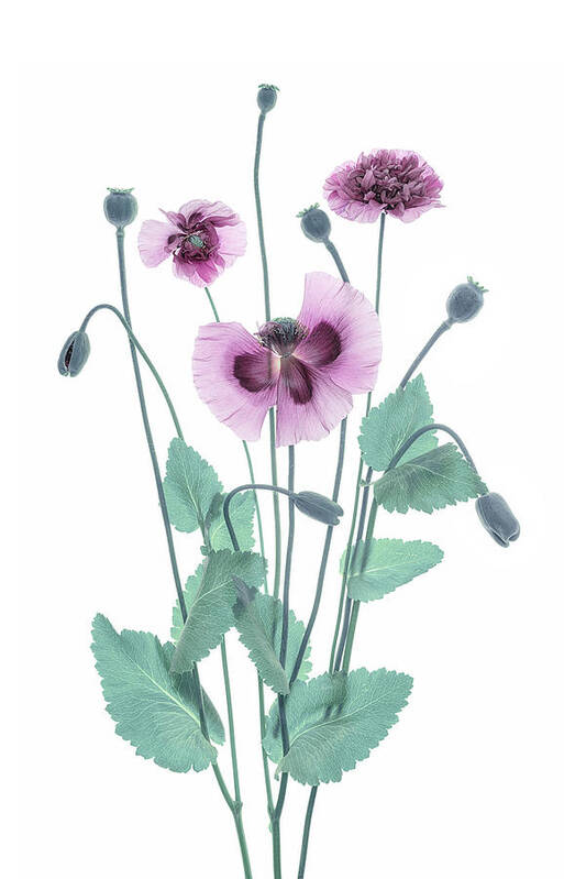 Purple Art Print featuring the photograph Purple Poppy by Lydia Jacobs