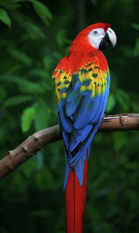 SOUTH AMERICAN PARROT Scarlet Macaw Glossy 8x10 Photo Print Poster Red Bird 