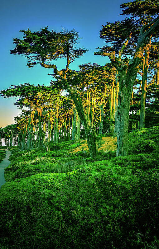 Sutro Art Print featuring the photograph Sutro Trees in Morning Light by James Canning