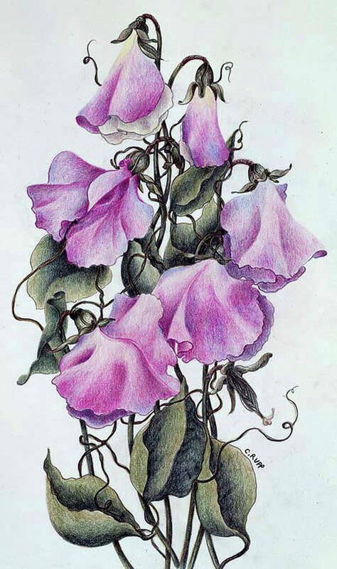 Sweet Pea Art Print featuring the painting Sweet Pea by Carol J Rupp