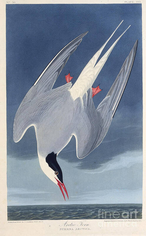 Tern Art Print featuring the drawing The Arctic Tern From The Birds by Heritage Images
