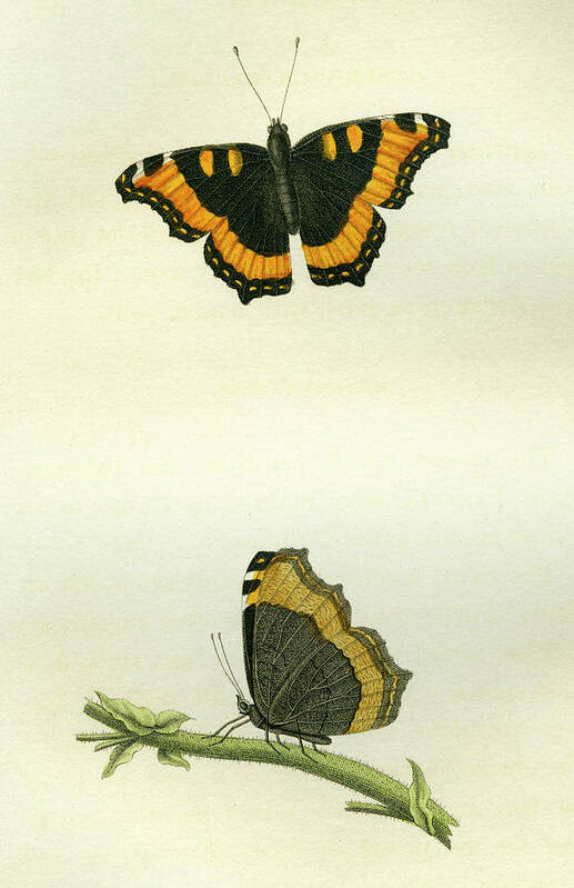 Entomology Art Print featuring the mixed media Vanessa furcillata by W W Wood