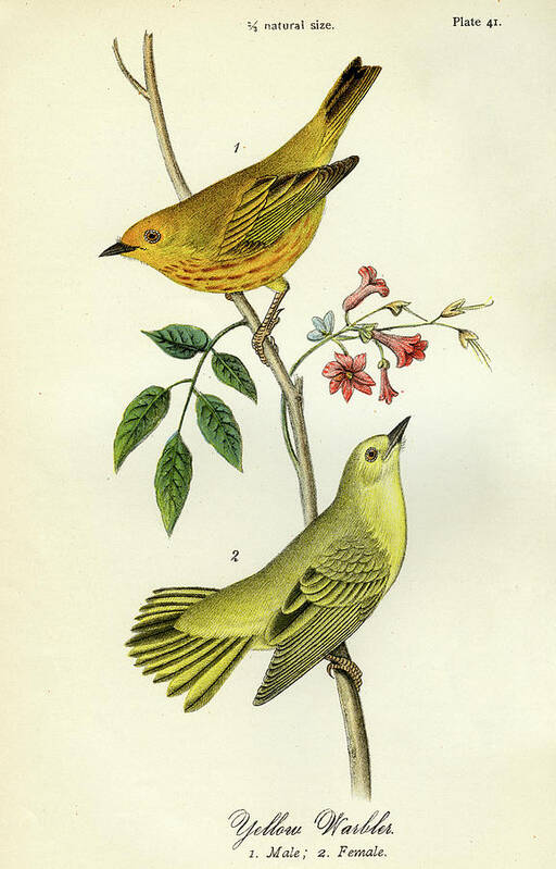 Bird Art Print featuring the mixed media Yellow Warbler by Unknown