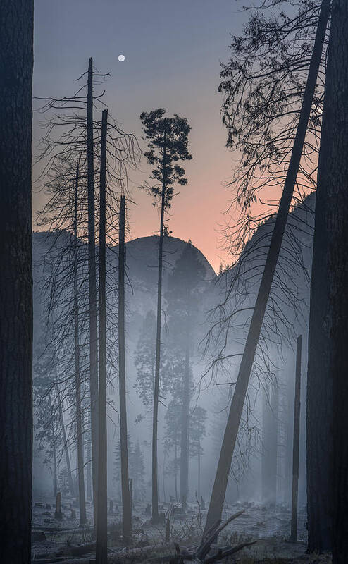 Yosemite National Park. Trees Art Print featuring the photograph Yosemite Np by Larry Deng