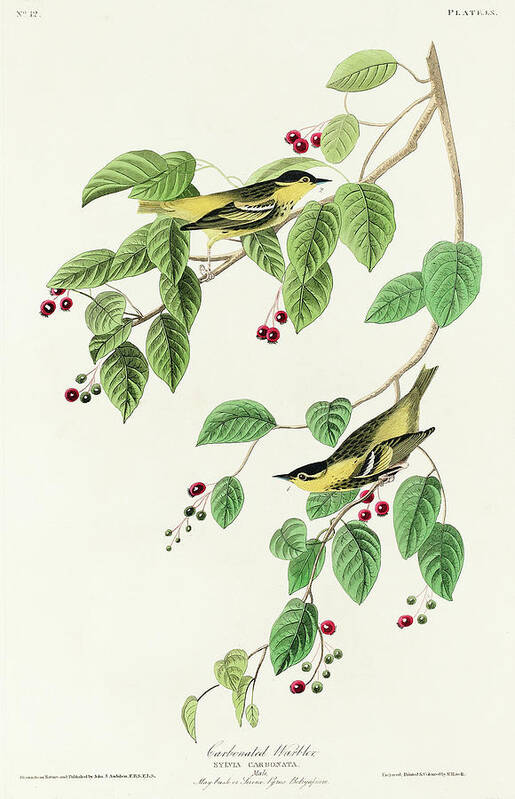 Audubon Birds Art Print featuring the drawing Carbonated Warbler #1 by John James Audubon