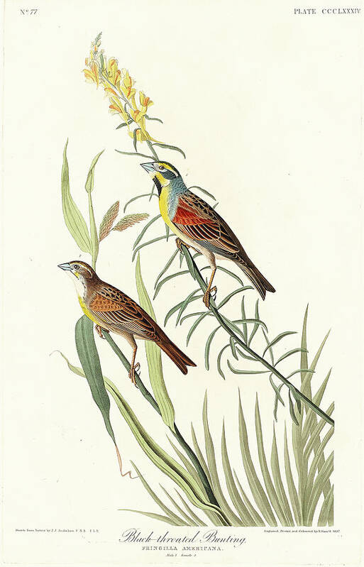 Audubon Birds Art Print featuring the drawing Black-Throated Bunting #2 by John James Audubon