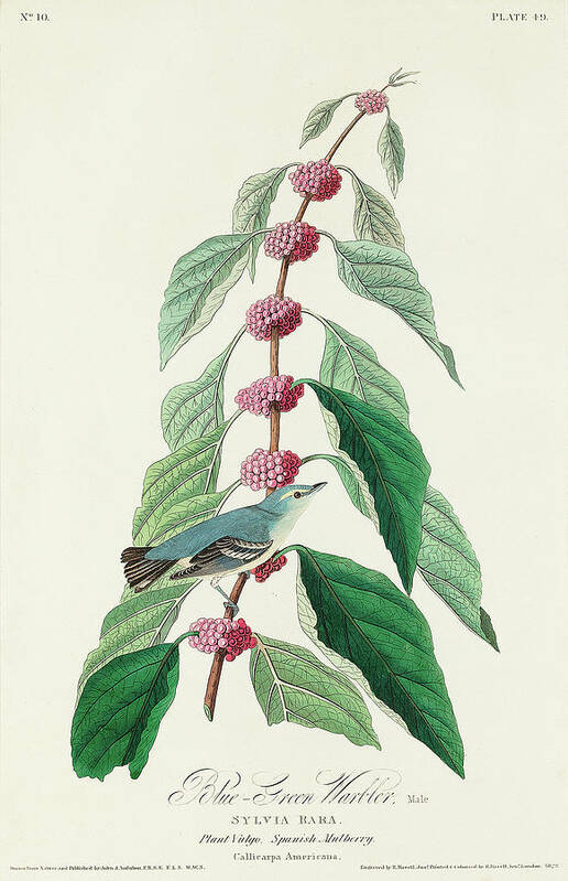 Audubon Birds Art Print featuring the drawing Blue-green Warbler #2 by John James Audubon