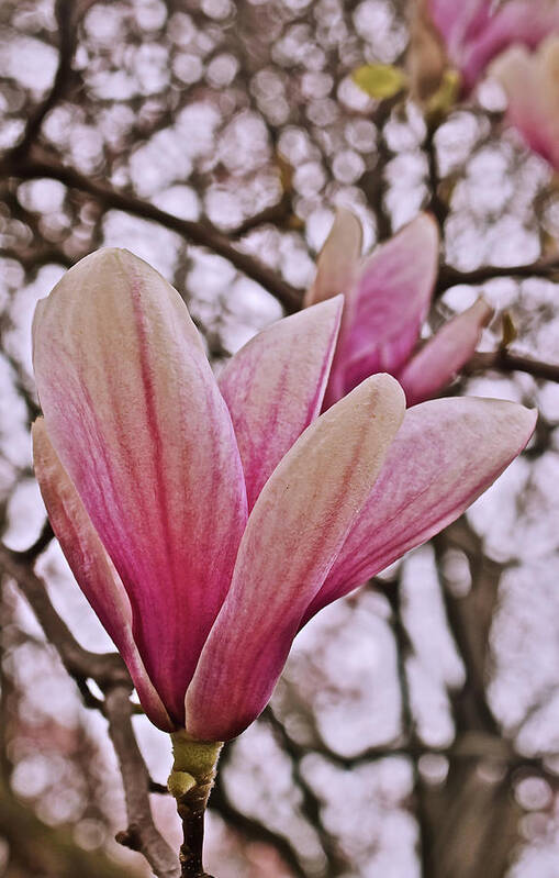 Magnolia Art Print featuring the photograph 2020 May Day Magnolia Close-up by Janis Senungetuk