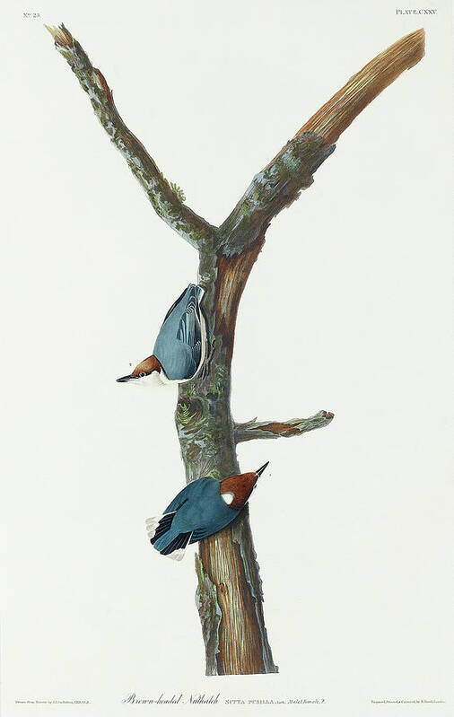 Audubon Birds Art Print featuring the drawing Brown-headed Nuthatch #3 by John James Audubon