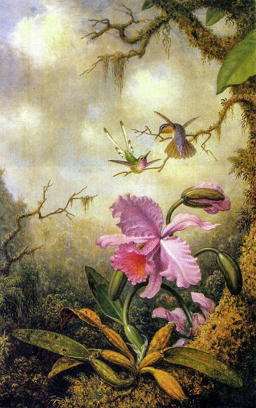 Martin Johnson Heade Art Print featuring the painting Hummingbirds and Orchids #3 by Martin Johnson Heade