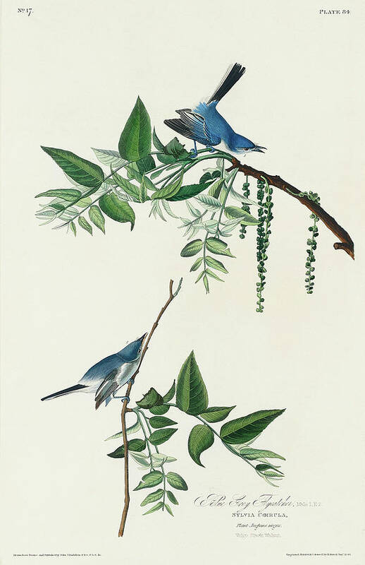 Audubon Birds Art Print featuring the drawing Blue-Grey Fly-catcher by John James Audubon