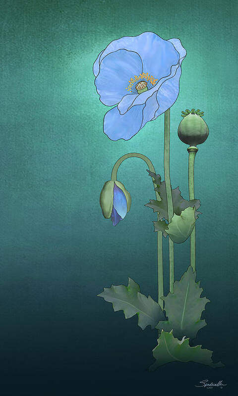 Flower Art Print featuring the mixed media Blue Poppy by M Spadecaller
