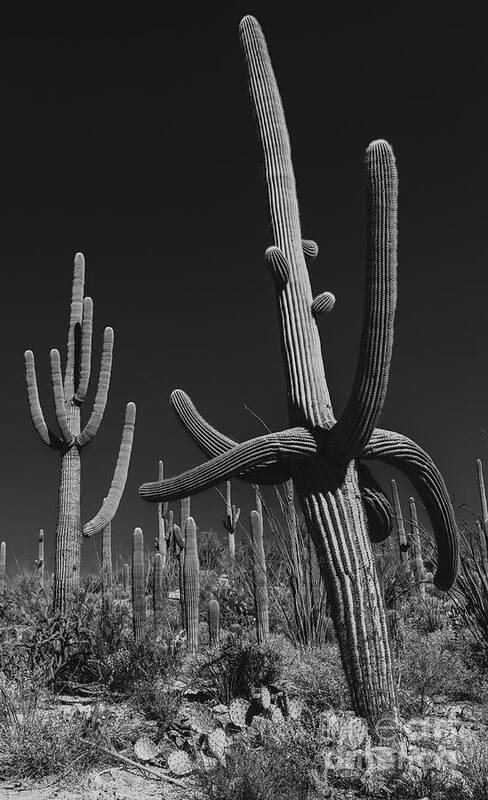Cactus Art Print featuring the photograph Cactus Forest by Seth Betterly