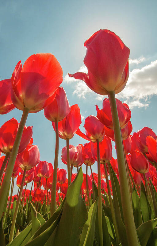 Tulip Art Print featuring the photograph Colorful Tulips Against The Sky by Kristia Adams