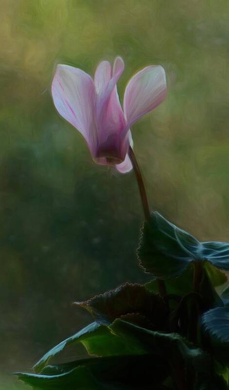 Bloom Cyclamen Art Print featuring the photograph Cyclamen Blossom by I'ina Van Lawick