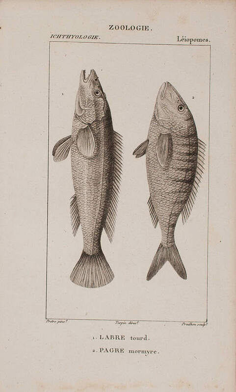 Fish Art Print featuring the digital art Fish c. 1816 by Kim Kent